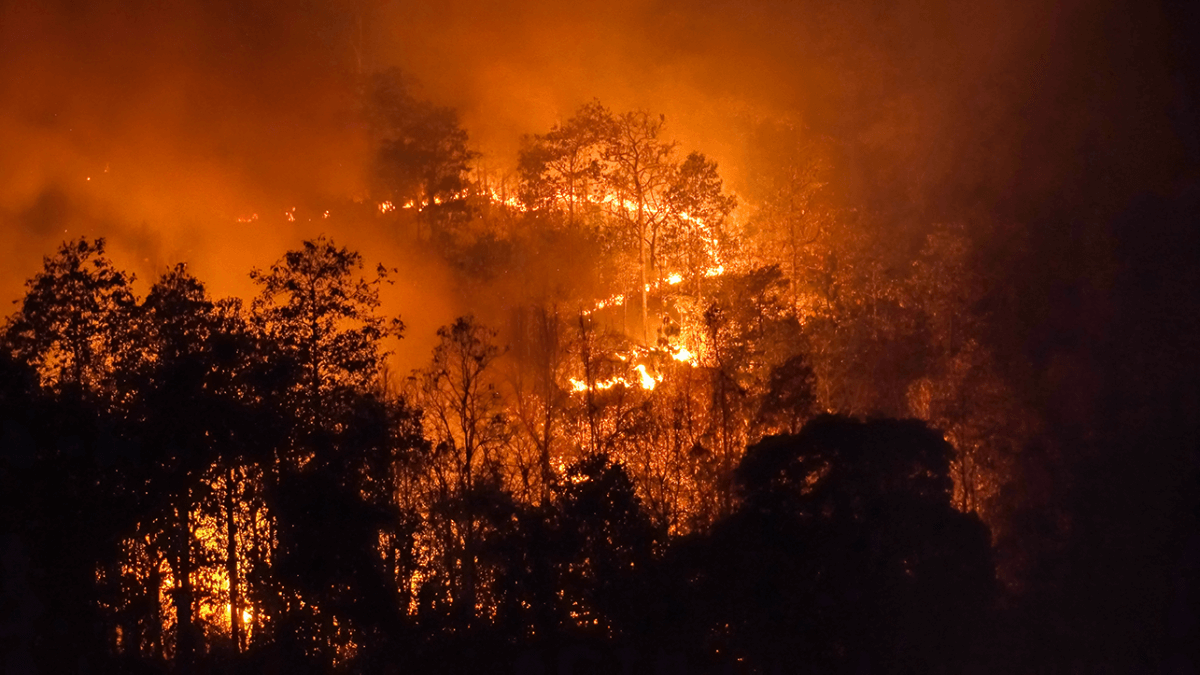 Wildfire